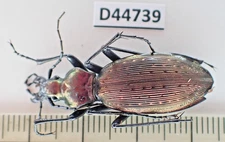 D44739. Insects, Beetles. Carabidae sp. Vietnam, Ha Giang