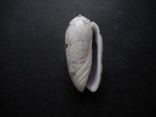 Oliva caerulea,Absolutely stunning Gem!