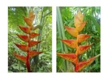 10x Heliconia champneiana 'Splash' Helikonien Pflanzen - Samen ID227