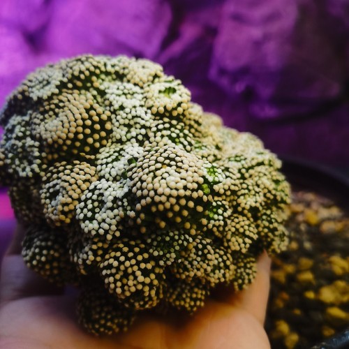 0612--Mammillaria luethyi ---Ariocarpus /Astrophytum myriostigma/ - Imagen 7 de 7