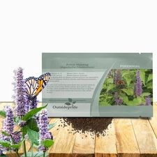 10000 Seeds Anise Hyssop Drought Tolerant Lavender Hyssop Herb Garden Plant Seed