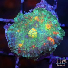 Flame Rimmed Bounce Mushroom - NOT WYSIWG Live Softies Coral