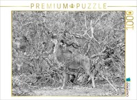 Calvendo Puzzle Afrika: MäNnlicher Kudu Im Moremi Games Reserve, Botswana | 1000