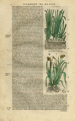 Antique Print-Botany- Acorus-Calamus-Mattioli-p. 20-Anonymous-1572