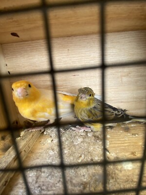 Groovy Mid Century Retro Brass Birds Wall Hanging Set Of 3 Seagulls 40 Liked On Polyvore Featuring Home Home Brass Wall Hanging Mid Century Coastal Style