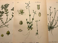 Illustration Pictures Lithograph Flora Botanica Flower Plant Fruit 1886 Antique