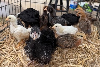 6 Fertile Hatching Chicken Eggs - Mix of Rare Breeds, frizzle, polish, Serema
