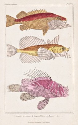 Red lionfish Rotbarsch rose fish Fische Seeraben Lithographie Cuvier 1835