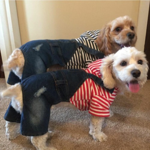 Pet Dog Jumpsuit Denim Jacket Clothes Stripe Jean Overalls Puppy Cat Hoodie Coat - Picture 2 of 13
