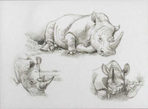 Sketching - Skizzieren - Malen mit Bleistift - Nashorn - Afrika  30 cm x 40 cm - Bild 1 von 1