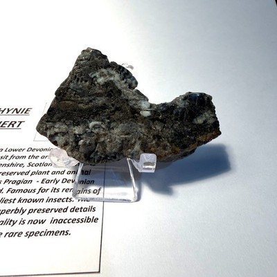 Rhynie Chert Devon Periode Schottland RC 12