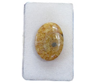 Ammonit Cabochon 26x19,2 mm 22 ct. Nr. U32311