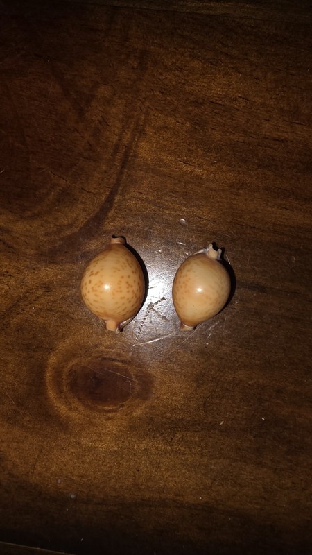 2  Cypraea globulus (Globular Cowrie)  Close to 20 mm each Plus Assoetred Other 
