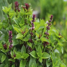 Thai Basil Seeds for Planting - Heirloom Non GMO Open-Pollinated Fresh Herb Seed