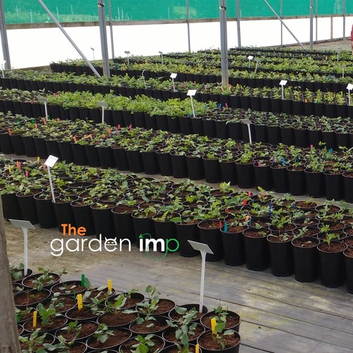 100 etiquetas de plástico para plantas de 4" color palo maceta bandeja de semillas etiquetas de identificación TU ELECCIÓN MEZCLA - Imagen 3 de 4