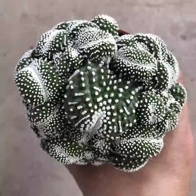 Succulent Cactus Plant Blossfeldia Liliputana Werderm Cristata Cactaceae 6-7cm