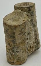 Fossil 2 Ancient Crinoid Stems 1.5in x 1.75in x .5in 1 Piece