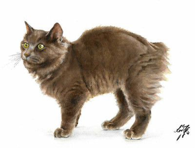   ORIGINAL Oil Portrait Painting LONGHAIRED MANX CAT Artist Signed Artwork 8x10