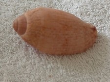 Conchiglia Shell Voluta CALLIPARA BULLATIANA  mm 61,5  Sud Africa