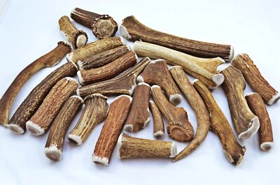 THESHEFFIELDCUTLERYSHOP Scottish Stag Horn Antler Dog Chew Naturally Shed Sustainable Dog Antler-LARGE