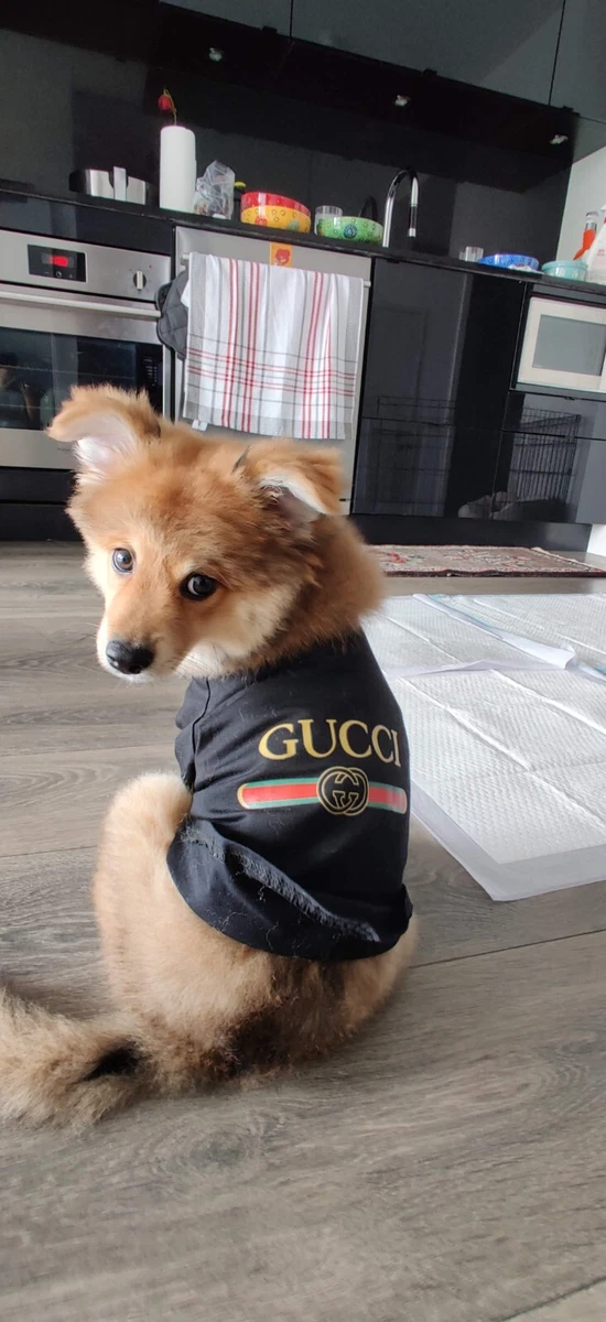 gucci dog tshirt