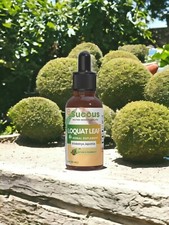 Loquat Leaf Tincture - Wellness