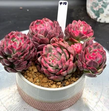 Imported Succulent live plant Rare Succulent Echeveria Gorgeous var cluster #10