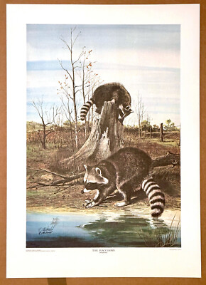 Raccoons