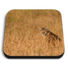 Square MDF Magnets - Bobcat Lynx Big Cat Wild  #14241