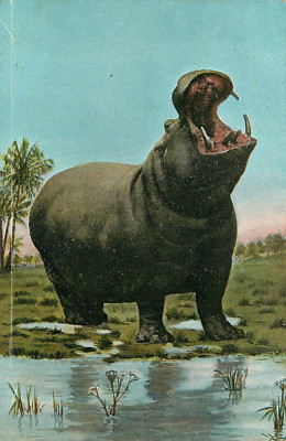 Postcard African Hippopotamus Hippo  Klio Germany Made Unposted