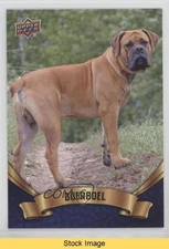 2018 Upper Deck Canine Collection Blue Boerboel #189 READ f5g