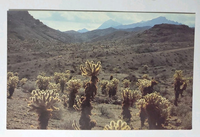 Postcard Teddybear Cholla Forest LAKE MEADRecreation Area Boulder City Nevada 