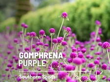 Gomphrena Purple Seeds, Heirloom Globosa Flower, USA Grown