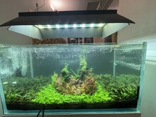 3 X Full Grown Nurii Cryptocoryne With Roots Live Aquarium Plant