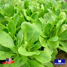 Corn Salad (Mache) Fresh Seeds Dutch Broad Leaved Non-GMO Heirloom Vegetable