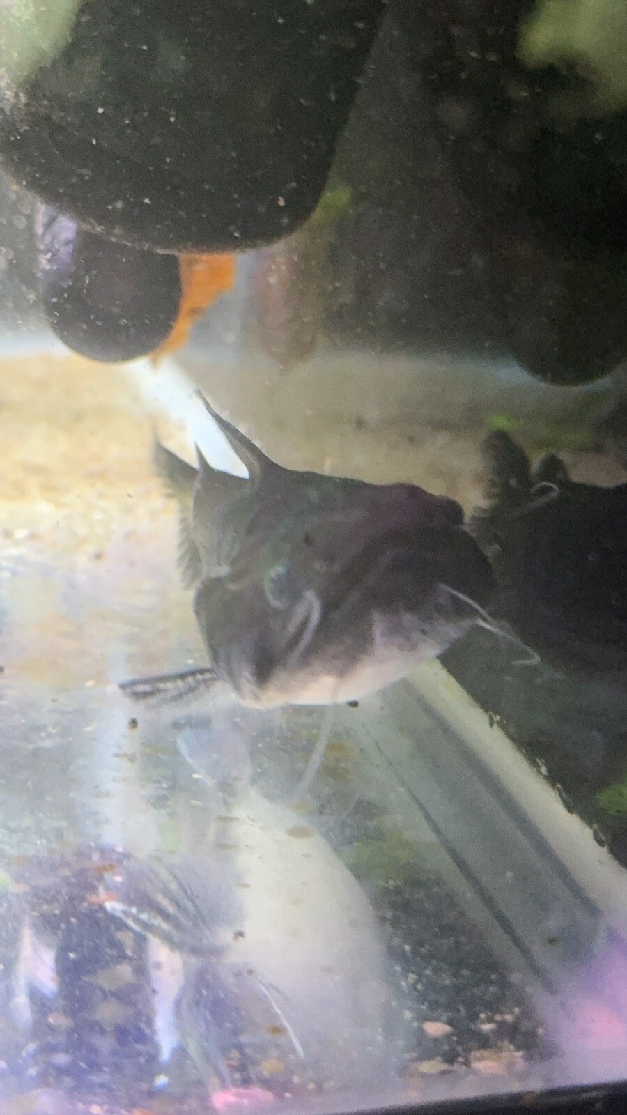 Gulper Catfish 56 Inch WYSIWYG Monster Fish eBay