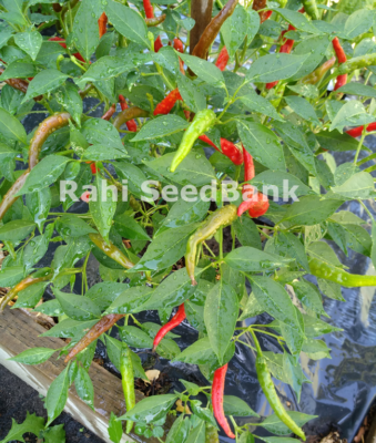Thai Long Green Chilli Seeds – Very Hot, Sustainably Grown In Australia (10 Seeds)