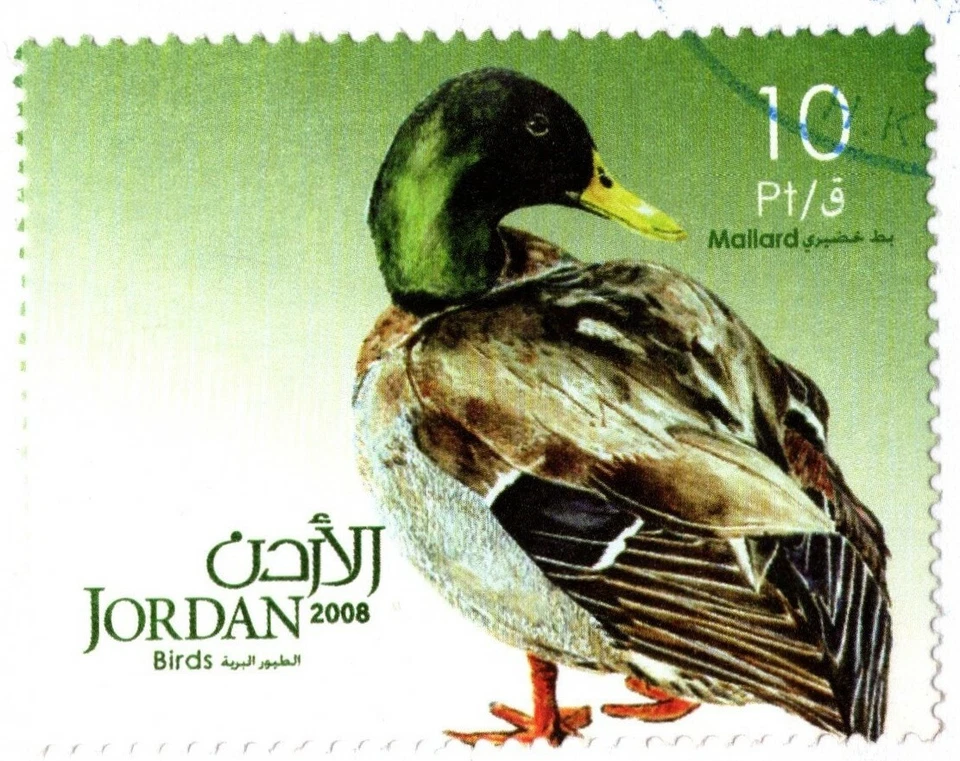 JORDAN 2008/09 BEAUTIFUL WILD BIRDS COMPLETE SET 8 STAMPS & S.S FIRST DAY COVER - Image 3 of 4