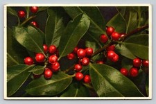 c1959 Laurel Cherry Thor E Gyger Vintage Postcard 1096