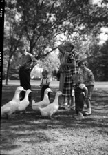 Négatif photo ancien 1959 Californie enfants nourrissant canards