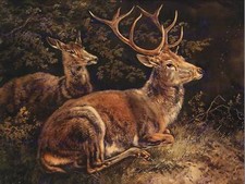 GEMÄLDE TIERGRUPPE PORTRAIT SCHLEICH ROTHIRSCH 12x16'' KUNSTDRUCK LAH405B