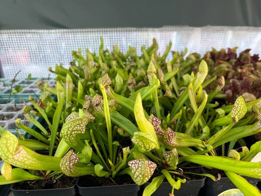 Planta Jarro Scarlet Bell – Sarracenia Scarlet Bell – Planta Carnívora - Imagem 4 de 4