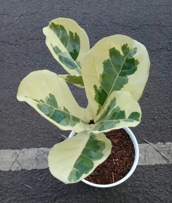 Ficus Lyrata Variegated plant Free Phytosanitary