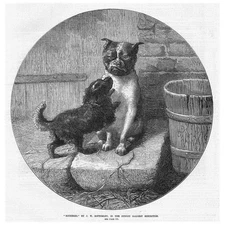 JW BOTTOMLEY Bothered; Pet Dogs - Antique Print 1872