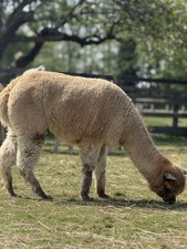 Lucky Shots Fawn Huacaya Alpaca Raw Blanket Fleece 0.6kg Spinning&Felting