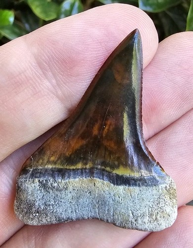 Peruvian Hubbelli Shark Tooth Fossil Not Megalodon Peru 1.78"