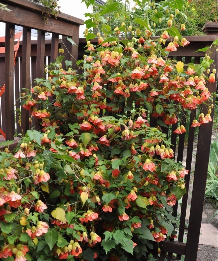 Abutilon Apricot Live Plant - 4 to 6 Inch Tall - Ship No Pot - Bell Hibiscus - Image 4 of 4