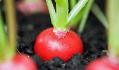#ad RADISH SEED CHERRY BELLE HEIRLOOM NON GMO 50 SEEDS RED RADISHES $2.59