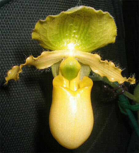 100 Pezzi Di Clip Di Supporto Per Piante, Clip Per Piante Rampicanti Clip Per Orchidee Clip Per Picchetti Da Giardino Clip Di Fissaggio Per Piante In Plastica Per Piante Fiori Stile Orchidea 87541189