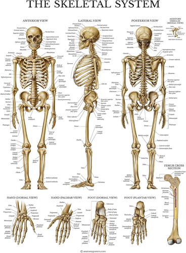 3 Pack - Muscle + Skeleton + Spinal Nerves Anatomy Poster Set - Muscular and Ske - Picture 6 of 12